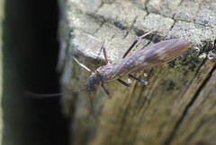 Taeniopteryx