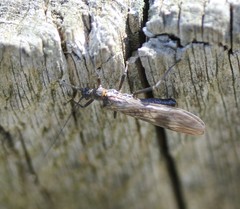 Taeniopteryx