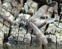 Taeniopteryx