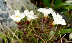 Euphrasia laingii