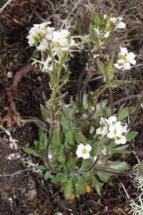 Draba norvegica
