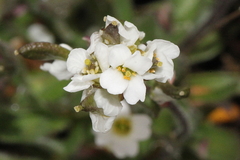 Draba norvegica