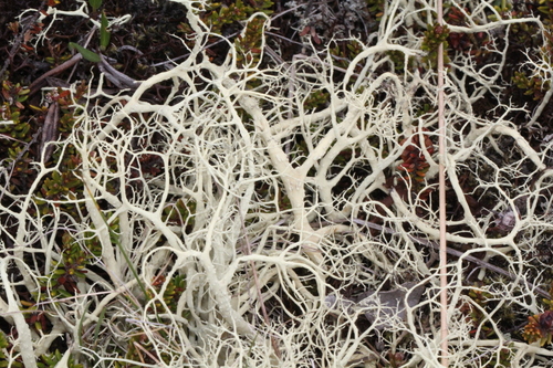 alektória bledožltá (Alectoria ochroleuca)