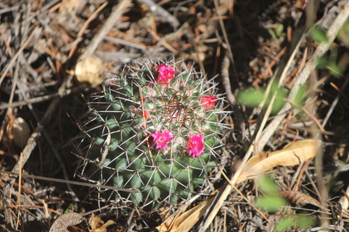 Mammillaria polythele