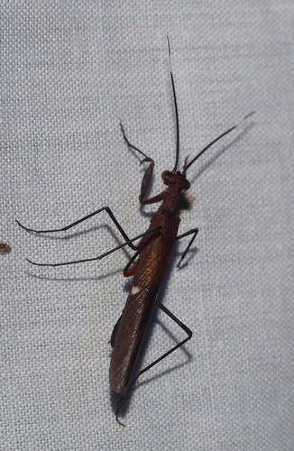 Nesoxypilus albomaculatus observed 2023-07-11