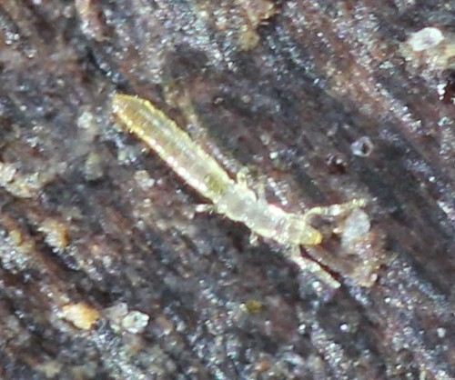 Protura