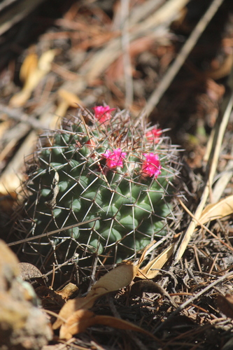 Mammillaria polythele