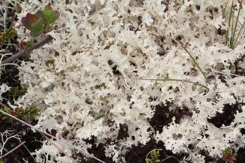pľuzgierka snežná (Flavocetraria nivalis)