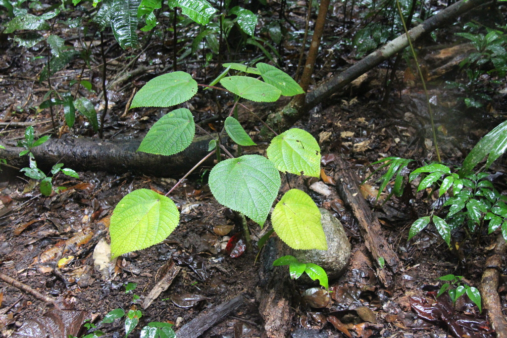 Gympie Stinging Tree from Mossman QLD 4873, Australia on June 7