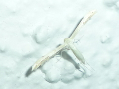 Pterophorini