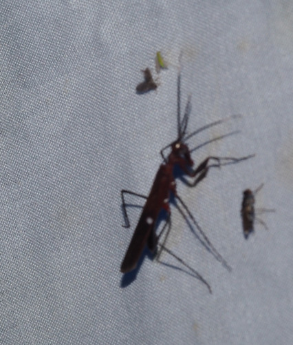 Nesoxypilus albomaculatus observed 2023-07-11