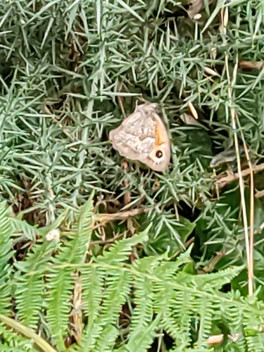 Maniola jurtina