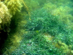 Notolabrus tetricus