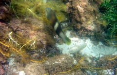 Notolabrus tetricus