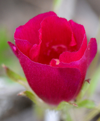 Callirhoe involucrata