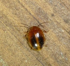 Prionocyphon limbatus