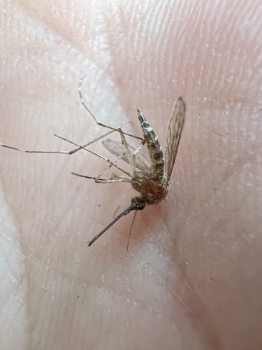 Aedes increpitus photo 4