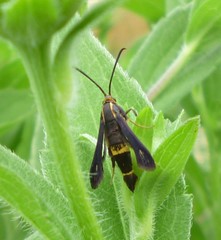 Carmenta pyralidiformis