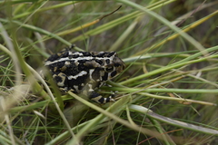 Anaxyrus americanus copei