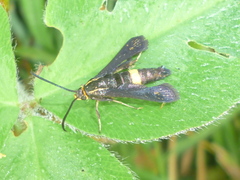 Carmenta pyralidiformis