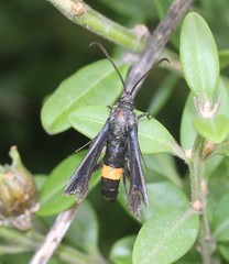 Synanthedon exitiosa