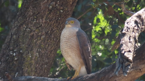 African Goshawk (Aerospiza tachiro), photo 8