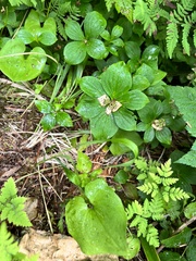 Cornus unalaschkensis, photograph Tyler Cannon, CC BY, iNaturalist via GBIF