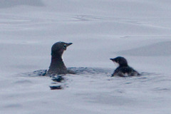 Synthliboramphus scrippsi