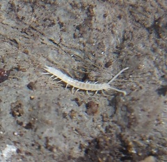 Symphyla