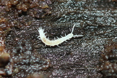Symphyla
