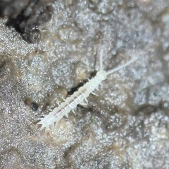 Symphyla