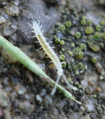 Symphyla