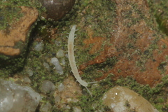 Symphyla
