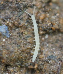 Symphyla