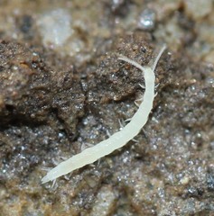Symphyla