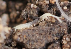 Symphyla