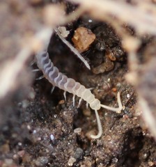Symphyla