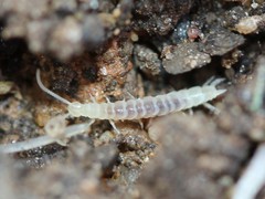 Symphyla