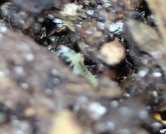Symphyla