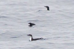 Synthliboramphus scrippsi