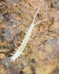 Symphyla