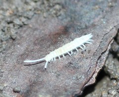 Symphyla