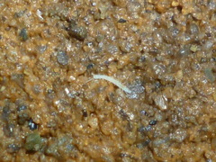Symphyla