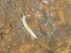 Symphyla