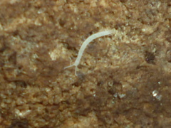 Scolopendrellidae