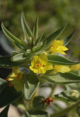 Mohavea breviflora