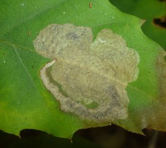 Coptotriche castaneaeella