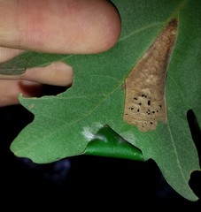 Tischeria quercitella