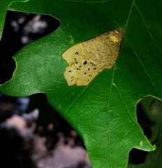 Tischeria quercitella