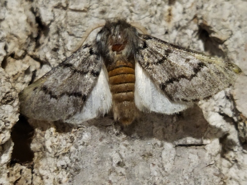 Pine processionary moth